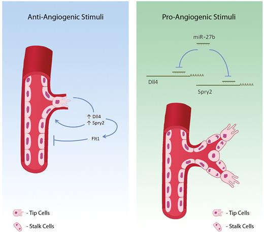 Mir-27b is a systems integrator of pro- and antiangiogenic signals at the posttranscriptional level via repression of Dll4 and Spry2 expression. Antiangiogenic stimuli result in down-regulation of miR-27b expression that allows for Spry2 and Dll4 expression, which blocks capillary branching and tip endothelial cell fate, respectively. Furthermore, miR-27b down-regulates Flt1 through Dll4/Notch signaling, further repressing vascular sprouting. Proangiogenic stimuli result in miR-27b expression, enabling posttranscriptional silencing of Dll4 and Spry2 and suppression of Flt1, which enhances tip cell numbers and promotes vascular sprouting. Such context-dependent bimodal action of mir-27b shapes appropriate angiogenesis response in health and disease.