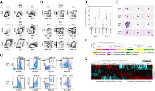 Figure 2. HLA-DR-negative human myeloid cells predominate in hSCF Tg NSG recipient BM. (A) Flow cytometric contour plots demonstrating FSC and SSC characteristics of 6 hSCF Tg NSG recipient BM (S1-1, S1-2, S9-1, S4-1, S12-2, and S2-1) and 3 non-Tg NSG recipient BM (N1-1, N1-2, and N9-1). Polymorphonuclear myeloid cells (red asterisks) are present at high frequencies in hSCF Tg NSG recipient BM. (B) Flow cytometry contour plots demonstrating hCD33 and HLA-DR expression in the same recipients as shown in panel A. Consistent with their FSC and SSC characteristics, hSCF Tg NSG recipient BM contained a prominent CD33+HLA-DR− granulocyte population (red asterisks; N1-1, killed at 21 weeks; N1-2, killed at 16 weeks; N9-1, killed at 20 weeks; S1-1, killed at 23 weeks; S1-2, killed at 20 weeks; S9-1, killed at 16 weeks; S4-1, killed at 13 weeks; S12-2, killed at 8 weeks; and S2-1, killed at 16 weeks). (C) Representative flow cytometric scatter plots of hSCF Tg NSG recipient BM demonstrating the identification of human c-Kit+CD203c+ mast cells within the hCD33+ fraction and HLA-DR−SSChigh granulocytes and HLA-DR+SSClow APCs within the c-Kit−CD203c− fraction (S4-1, killed at 13 weeks; and S2-1, killed at 16 weeks). (D) Frequencies of human c-Kit+CD203c+ mast cells, CD33+HLA-DR− granulocytes, and CD33+HLA-DR+ APCs within the total hCD45+hCD33+ myeloid cell population in the BM of hSCF Tg and non-Tg NSG recipients. Numbers of cells in the granulocyte/neutrophil fraction were significantly higher in hSCF Tg NSG recipient BM (hSCF Tg n = 20, non-Tg n = 12, P = .0001). (E) CD33+HLA-DR− cells from hSCF Tg and non-Tg NSG recipient BM were FACS-purified and examined by MGG staining. In 9 of 13 hSCF Tg recipients (S4-1 and S12-2 shown as representative), immature myeloid cells composed the majority of cells in this fraction. In 4 of 13 hSCF Tg recipients (S2-1 shown as representative) and 4 of 5 non-Tg NSG recipients (N12-1 shown as representative), mature neutrophils (band and segmented forms) were observed (N12-1, killed at 8 weeks; S2-1, killed at 16 weeks; S4-1, killed at 13 weeks; and S12-2, killed at 8 weeks). (F-G) Global transcriptional profiles of FACS-purified CD33+cKit−CD203−HLA-DR− granulocytes and CD33+c-Kit−CD203c−HLA-DR+CD14+ monocytes derived from hSCF Tg NSG and non-Tg NSG recipient BM as well as human CD16+ neutrophils and CD14+ monocytes were compared. (F) Unsupervised clustering for each group is shown. (G) The expression heatmap demonstrates genes that are significantly under- and over-represented in each population.
