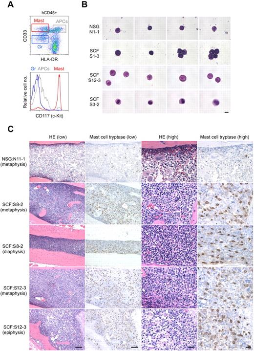 Figure 3. Human mast cell development in hSCF Tg NSG recipient BM. (A) Representative flow cytometric scatter plot and histogram demonstrating the identification of human CD45+CD33+CD117+ mast cells. (B) FACS-sorted hCD45+CD33+CD117+CD203c+ human mast cells from a representative non-Tg NSG recipient BM (N1-1, 0.9% human mast cells within hCD45+CD33+ population) and hSCF Tg NSG recipient BM (S1-3, 14.6%; S12-3, 8.8%; and S3-2, 7.3% human mast cells within the hCD45+CD33+ population) were examined by MGG staining (N1-1, killed at 21 weeks; S1-3, killed at 21 weeks; S12-3, killed at 13 weeks; and S3-2, killed at 15 weeks). (C) H&E- and anti-mast cell tryptase antibody–stained bone sections demonstrate hypercellular BM with high frequency of tryptase+ human mast cells in hSCF Tg NSG recipients. Non-Tg NSG recipient: N11-1, 70.7% hCD45+. hSCF Tg NSG recipients: S8-2, 99.6%; and S12-3, 79.5% hCD45+ (N11-1, killed at 20 weeks; S8-2, killed at 11 weeks; and S12-3, killed at 13 weeks).