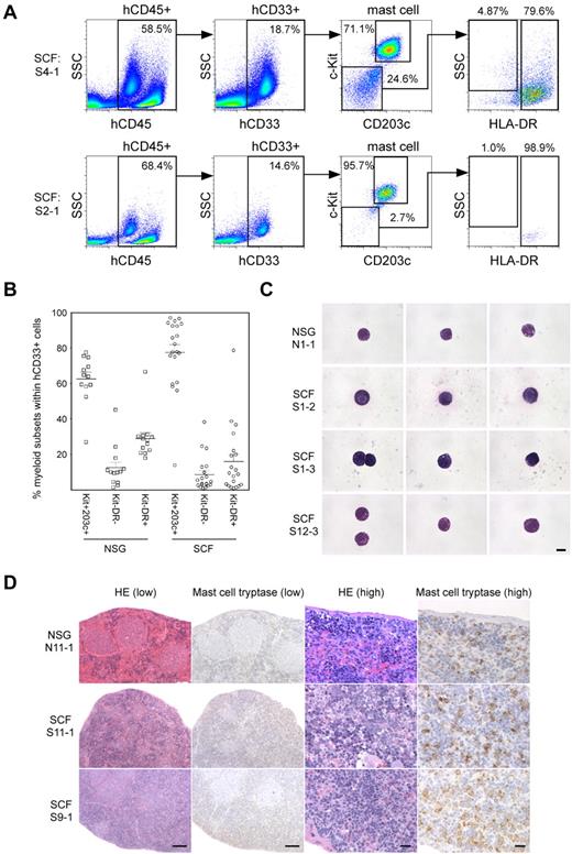 Figure 4. Human mast cell development in hSCF Tg NSG recipient spleen. (A) Human mast cell development is enhanced in hSCF Tg NSG recipient spleens (S4-1, killed at 13 weeks; and S2-1, killed at 16 weeks). (B) Frequencies of human c-Kit+CD203c+ mast cells, CD33+HLA-DR− granulocyte population, and CD33+HLA-DR+ APCs within total hCD45+hCD33+ myeloid cells in the spleens of hSCF Tg and non-Tg NSG recipients. Human mast cell development in the spleen was significantly greater in the hSCF Tg NSG recipients (hSCF Tg: n = 20, non-Tg NSG: n = 12, P = .0304). (C) FACS-sorted hCD45+CD33+CD117+CD203c+ human mast cells from a representative non-Tg NSG recipient spleen (N1-1, 59.3% human mast cells within hCD45+CD33+ population) and hSCF Tg NSG recipient spleen (S1-2, 85.7%; S1-3, 77.7%; and S12-3, 56.1% human mast cells within hCD45+CD33+ population) were examined by MGG staining (N1-1, killed at 21 weeks; S1-2, killed at 20 weeks; S1-3, killed at 21 weeks; and S12-3, killed at 13 weeks). (D) H&E- and anti–mast cell tryptase antibody–stained spleen sections demonstrating the presence of human mast cells in non-Tg NSG recipients and hSCF Tg NSG recipients (non-Tg NSG recipient: N11-1, 94.0% hCD45+; hSCF Tg NSG recipients: S11-1, 95.3%; and S9-1, 97.0% hCD45+; N11-1, killed at 20 weeks; S11-1, killed at 10 weeks; and S9-1, killed at 16 weeks).