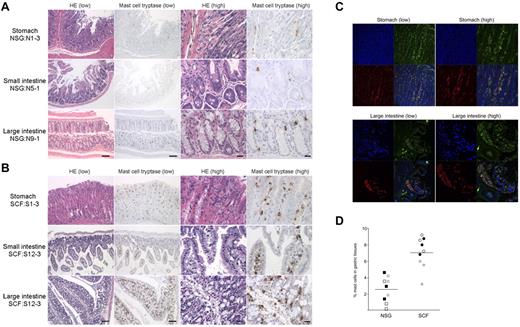 Figure 5. Human mast cell development in hSCF Tg NSG recipient stomach, small intestine, and large intestine. H&E- and anti–mast cell tryptase antibody–stained sections of (A) non-Tg NSG recipient stomach (NSG control, N1-3), small intestine (N5-1), and large intestine (N9-1) and (B) hSCF Tg NSG recipient stomach (S1-3), small intestine (S12-3), and large intestine (S12-3) demonstrating the presence of human mast cells (N1-3, killed at 24 weeks; N5-1, killed at 35 weeks; N9-1, killed at 20 weeks; S1-3, killed at 21 weeks; and S12-3, killed at 13 weeks). (C) Confocal immunofluorescence images of hSCF Tg stomach (S1-9) demonstrate human CD45+ (green) and human CD117+ (red) mast cells. (D) Frequencies of tryptase+ cells were quantified by sampling 3 areas each from hSCF Tg (n = 3) and non-Tg (n = 3) NSG recipients: hSCF Tg NSG recipients, 7.0% ± 0.6%; and non-Tg NSG recipients, 2.5% ± 0.5% (P < .0001 by 2-tailed t test).