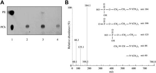 Figure 1. Identification of the phospholipid bound to EPCR. (A) Lane 1 indicates that a mixture of PE and PCh was loaded as standard; lane 2, lipid fraction extracted from yeast-produced sEPCR; lane 3, lipid fraction extracted from yeast-produced murine sEPCR; and lane 4, lipid fraction from sEPCR produced in a mammalian expression system. (B) MS/MS fragmentation analysis of the lipid fraction from yeast-produced sEPCR. The peak at m/z 786 matches up with commercial PCh. The spectrum generated by fragmentation of the molecule at m/z 786 fits properly with commercial PCh. The different PCh polar group fragmentation products and their respective m/z are started.