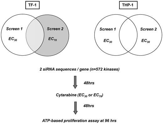 Figure 1. Experimental overview of siRNA screens.