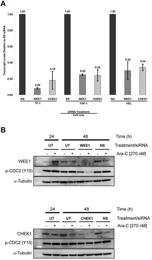 Figure 5. Target silencing by siRNA. (A) WEE1 and CHEK1 transcript levels after treatment with siRNA targeting WEE1 or CHEK1 compared with NS-siRNA. (B) Immunoblots of extracts from cells treated with WEE1 or CHEK1 siRNA with and without 270nM Ara-C. WEE1 (top panel) and CHEK1 (bottom panel). NS indicates the nonsilencing control; and UT, untreated control.