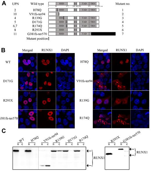 Figure 2. Subcellular localization of the WT and mutated RUNX1 proteins. (A) Schematic representation of RUNX1 showing location of functional domains and specific RUNX1 mutations used in our study. Horizontal bars indicate RUNX1 (453 aa), including the RHD domain (50-177 aa), the ES domain (242-262 aa), the TAD domain (291-371 aa), and the TRD domain (371-411 aa). The numbers in the left column indicate the unique patient numbers (UPN2, UPN4-UPN8, UPN10, and UPN11) described in Table 1. Mutant no. in the right column indicates the number of mutants. (B) Subcellular localization of the indicated RUNX1 proteins was visualized by confocal microscopy analysis in the 293T cell line. Left panels show the merged images; middle panels, localization patterns of WT RUNX1 or mutants; and the right panels show nuclei as visualized by 4′,6-diamidino-2-phenylindole (DAPI) staining. (C) Expression patterns of RUNX1 mutant proteins in the 293T cell line. A total of 2 × 106 cells for each mutant were used for stepwise separation of cytoplasmic and nuclear extraction, and extracted proteins from an equivalent of 4 × 105 cells per fraction were used for WB. An Ab against RUNX1 was used to detect the exogenously expressed RUNX1 proteins. The 2 different gels are indicated by the gray dividing lines; n indicates nuclear protein extraction; and c, cytoplasmic protein extraction.