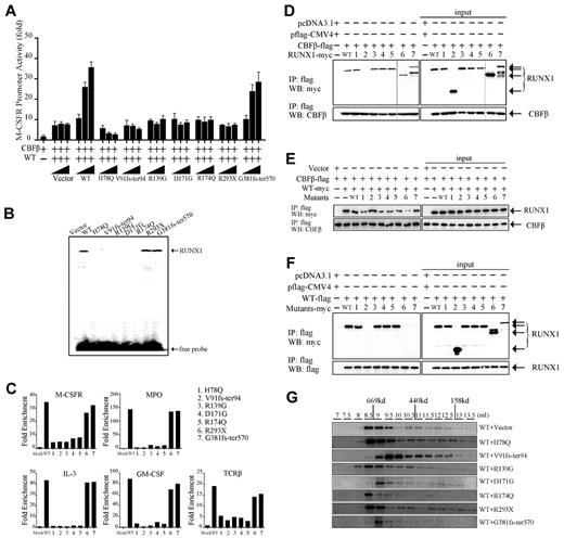 Figure 3. Functional analysis of RUNX1 mutants in vitro. (A) Transcriptional potential of the RUNX1 mutants in 293T cells. Cells were cotransfected with 0.5 μg of pM-CSF-R-luc reporter plasmid, 0.5 μg of flag-CBFβ expression plasmid, the indicated amount of RUNX1 expression plasmid, and 0.05 μg of pRL-SV40 as an internal control. The myc-WT RUNX1–encoding plasmid (0.5 μg) was cotransfected with increasing doses (0.5, 1, and 1.5 μg) of expression vectors containing the indicated RUNX1 mutants. Each value represents the mean of 3 independent experiments. The relative luciferase units are expressed as average ± SD. (B) DNA-binding potential of RUNX1 mutants analyzed by gel-shift assay using nuclear extracts from 293T cells transfected with WT or mutated RUNX1 expression plasmids. (C) ChIP-qPCR assay of the IL-3, GM-CSF, M-CSFR, MPO, and TCRβ promoters in 32D cells. WT RUNX1 and G381fs-ter570 proteins, but not H78Q, V91fs-ter94, R139G, D171G, R174Q, or R293X mutant proteins, were enriched on these promoters. (D) Heterodimerization ability of RUNX1 mutants with CBFβ. 293T cells were transfected transiently with flag-CBFβ together with myc-WT RUNX1 or mutants. Upper panel shows that the immunoprecipitation of whole-cell lysates by anti-flag Abs coprecipitates the indicated myc-RUNX1 proteins; bottom panel shows the corresponding CBFβ expression levels analyzed by anti-CBFβ Ab. The numbers (1-7) represent various RUNX1 mutants that are also shown in panel C and in Figure 2A. The 2 different gels are indicated by the gray dividing lines. (E) RUNX1 mutants compete with WT to bind CBFβ. Ectopic expression of RUNX1 mutants could impair the interaction between WT RUNX1 and CBFβ. 293T cells were transfected with flag-CBFβ and myc-tagged WT RUNX1 or with RUNX1 mutants. After 48 hours, the proteins were prepared for anti-flag immunoprecipitation, followed by WB with anti-flag and anti-myc Abs. H78Q, R139G, D171G, R174Q, and G381fs-ter570, especially R293X, but not V91fs-ter94, could compete with WT to bind CBFβ. (F) Interaction between WT and mutated RUNX1 proteins. 293T cells were transiently transfected with flag-RUNX1 together with myc-WT RUNX1 or mutants. After 48 hours, whole-cell lysates were immunoprecipitated with anti-flag Ab and analyzed by WB with anti-myc (top panel) and anti-flag (bottom panel) Abs. Flag-RUNX1 efficiently interacts with myc-WT RUNX1, H78Q, R139G, D171G, and R174Q, but not with V91fs-ter94, R293X, or G381fs-ter570. (G) Gel-filtration analysis. Protein fractions collected from the indicated elution volumes were analyzed by WB using anti-myc Ab. Vertical lines show the positions of the corresponding size standards.