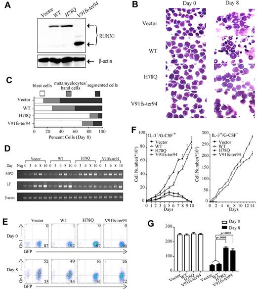 Figure 4. Myeloid progenitor–expressing RUNX1 mutants fail to differentiate into granulocytes. (A) Expression of exogenous RUNX1 proteins was detected by WB using RUNX1 polyclonal Ab in 32D cells. (B) Differentiation induction by G-CSF in all 4 indicated stable cell lines. Wright staining of 32D cell lines at day 0 or day 8 of G-CSF treatment. (C) The percentage of 32D cells in 3 different stages of myeloid differentiation is indicated (day 8). (D) The expression profile of MPO and LF mRNA was examined by semi-quantitative RT-PCR in the 4 indicated 32D cell lines with G-CSF treatment for 0, 3, 6, 8, and 10 days. (E) Expression pattern of Gr-1 reveals maturational arrest of 32D cells with RUNX1 mutants. The expression profiles of Gr-1 of 32D cell lines at day 0 or day 8 of G-CSF treatment are shown. (F) Growth properties of 32D stable cell lines. Left, all 4 cell lines were grown in the indicated conditions, and cells were counted each day. The 32D cell lines expressing the mutated RUNX1 protein continue to proliferate when cultured in the presence of G-CSF, whereas the cell lines transfected with vector and WT RUNX1 construct stopped proliferation 5 days after G-CSF treatment. Error bars represent SD. Right, growth curve of the 14 days after withdrawal of G-CSF. Cells expressing either of the 2 mutants kept growing after replacing G-CSF with IL-3, whereas growth of cells with control vector or WT decreased rapidly. Error bars represent SD. (G) Quantification of the colonies for 32D stable cell lines in methylcellulose. 32D cell lines at day 0 or day 8 of G-CSF treatment were plated in methylcellulose medium containing IL-3. Colonies were counted after incubation at 37°C for 14 days.