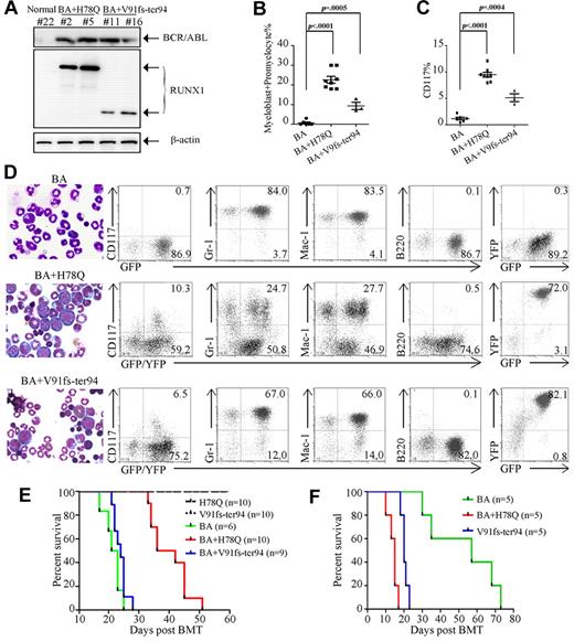 Figure 5. Functional implications in leukemogenesis of mutated RUNX1 proteins in vivo. (A) WB analysis of BCR-ABL and RUNX1 mutant expression in BM cells of mouse transplanted with stem cells coinfected by BCR-ABL and RUNX1 mutant retroviruses. (B) Quantification of the myeloblast/promyelocyte cells in BM. (C) Quantification of CD117+ cells in the BM. (D) Morphological analysis (left) and immunophenotype analysis (right) of hematopoietic cells from representative diseased mice. BM cytocentrifugation is shown by Wright staining. (E) Kaplan-Meier survival curves of mice transplanted with BM cells transduced with the indicated retroviral constructs. (F) Survival curves of secondary recipient mice transplanted with leukemic cells from BCR-ABL, BCR-ABL plus H78Q, or BCR-ABL plus V91fs-ter94–transduced mice.