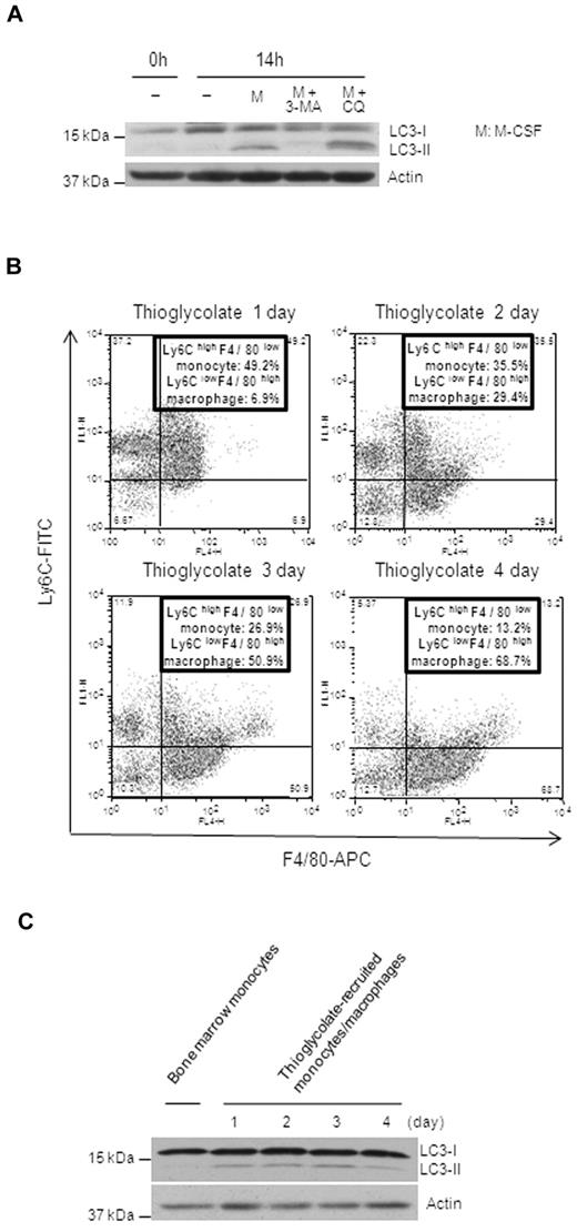 Figure 2. The induction of autophagy is observed during monocyte differentiation in vivo. (A) Representative immunoblot analysis of lysates from mouse BM monocytes incubated with or without murine M-CSF at a concentration of 20nM for 14 hours. Where indicated, cells were treated in the presence or absence of 3-MA (10mM) or CQ (50μM). (B) Representative flow analysis of cells from thioglycolate-induced peritonitis costained with F4/80-APC and Ly6C-FITC for the indicated times. (C) Ly6ChighF4/80low BM monocytes and the F4/80+ population from panel B were sorted and their lysates compared by Western blot analysis. Representative immunoblot analyses are shown.