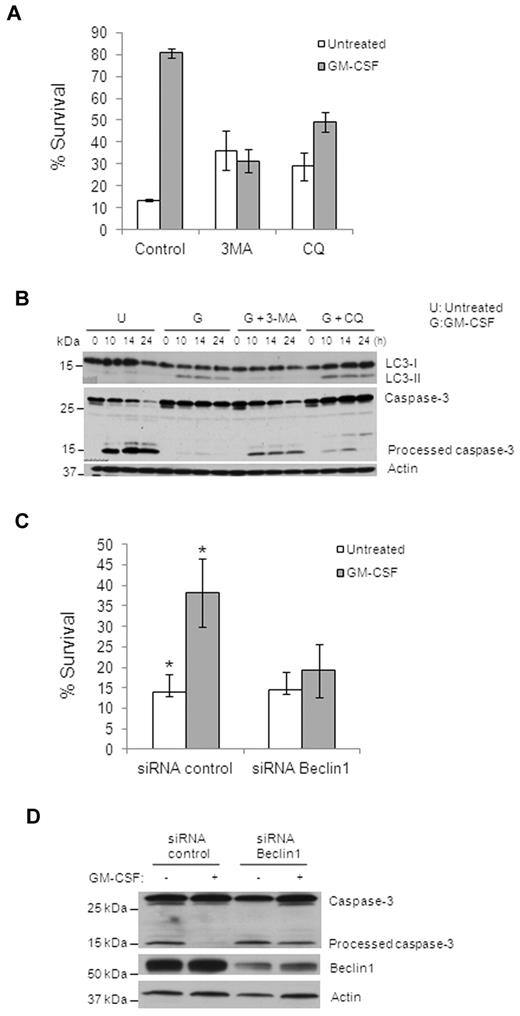 Figure 4. Inhibition of autophagy suppresses GM-CSF–induced human primary monocyte survival. (A) Cell death of human monocytes with different treatments (GM-CSF, 10nM; 3-MA, 10mM; or CQ, 50 mM) for 48 hours was assessed using annexin V/PI staining and flow cytometry. Percentage of annexin V/PI double-negative cells (percentage survival) are shown. Dead cells indicate all cells positive for annexin V, including annexin V+/PI− early apoptosis and annexin V+/PI+ later apoptosis (A,C). Error bars indicate ± SEM. Data are representative of at least 3 independent experiments. (B) Immunoblot analysis with Abs to LC3, Caspase-3, and actin for GM-CSF–treated primary human monocytes. Representative data are shown for GM-CSF alone and pretreatment with 3-MA (10mM) or CQ (50μM). (C) Cell death assessed by flow cytometry of annexin V/PI–stained cells with Beclin1 siRNA or control siRNA in treated or not with GM-CSF. The percentage of annexin V/PI double-negative cells (percentage survival) is shown. Error bare indicate ± SEM. Data are representative of at least 3 independent experiments. *P < .03. (D) Immunoblot analysis of lysates of monocytes transfected with human Beclin1 siRNA or control siRNA probed with anti–Caspase-3, anti-Beclin1, and anti-actin Abs. Data are representative of at least 3 experiments.