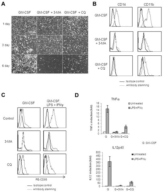 Figure 5. Autophagy is required for human primary monocyte differentiation. (A) Morphological changes associated with GM-CSF–induced monocyte/macrophage differentiation from days 1, 3, and 6. Representative phase-contrast images are shown for GM-CSF treatment alone (left panel) and for pretreatment with 3-MA (middle panel) or CQ (right panel). Scale bar indicates 100 μm. (B) Representative FACS plots showing CD14 and CD11b expression in GM-CSF–treated monocytes/macrophages treated or not with 3-MA or CQ. Live Cells were gated and stained with FITC–anti-CD14 Ab and PE–anti-CD11b Ab. (C) Representative FACS plots showing LPS/IFN-γ–stimulated CD86 expression in GM-CSF macrophages pretreated or not with 3-MA or CQ. Gated live cells stained with PE–anti-CD86 Ab are shown. (D) Quantitative real-time PCR analysis of human TNF-α and IL-12p40 mRNA in macrophages pretreated with 3-MA or CQ, presented relative to GAPDH mRNA. P < .005 for comparisons between GM-CSF alone and cotreatment with 3MA or CQ for both graphs. Data are representative of 5 (A) or 3 (B-D) experiments. Histogram shows mean ± SD in panel D.