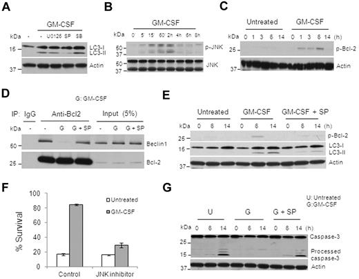 Figure 6. GM-CSF induces JNK activation to mediate the disassociation of Beclin1 and Bcl-2, the induction of autophagy, and monocyte survival. (A) Immunoblot analysis with anti-LC3 and actin for monocytes pretreated with JNK inhibitor SP (10μM), MEK inhibitor U0126 (10μM), or p38 inhibitor SB (5μM), and then treated with GM-CSF for 14 hours. (B) Immunoblot analysis with Abs to phosphorylated JNK or JNK of monocytes treated with GM-CSF for the indicated times. (C) Human monocytes were treated with or without GM-CSF for the indicated times and lysates were subjected to immunoblot analysis with Abs to phosphorylated Bcl-2 and actin. (D) Western blots of endogenous Beclin1 co-immunoprecipitated by anti–Bcl-2 Ab. (E) Human monocytes pretreated with the JNK inhibitor SP (10μM) in the presence or absence of GM-CSF for the indicated times and lysates were subjected to immunoblot analysis with Abs to phosphorylated Bcl-2, LC3, and Actin. (F) Cell death assessed by annexin V/PI staining showing apoptosis in monocytes untreated or pretreated with JNK inhibitor SP in the presence or absence of GM-CSF for 48 hours. Percentage of annexin V/PI double-negative cells (percentage survival) are shown. Dead cells indicate all cells positive for annexin V, including annexin V+/PI− early apoptosis and annexin V+/PI+ later apoptosis. Error bars indicate± SEM. Data are representative of 3 independent experiments. (G) Lysates were subjected to immunoblotting with Caspase-3 and actin Abs. Western blot data are representative of at least 3 experiments.
