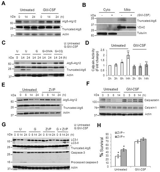 Figure 7. GM-CSF blocks the cleavage of apoptosis-related truncated Atg5 by inhibiting calpain activity. (A) Immunoblot analysis with Abs to Atg5 or truncated Atg5 in lysates of human primary monocytes treated or not with GM-CSF. (B) Immunoblot analysis of subcellular fractionations (cytoplasm and mitochondria) of human monocytes that were or were not treated with GM-CSF for 14 hours, probed with anti-truncated Atg5, anti-VADC, and anti–β-Tubulin. (C) Immunoblot analysis with Abs to truncated Atg5 in human primary monocytes treated or not treated with GM-CSF. Where indicated, cells were pretreated with 3-MA (10μM) or CQ (50μM) for the indicated times. (D) Calpain activity assay of lysates from monocytes treated or not with GM-CSF. Error bars indicate ± SEM. Data are representative of 5 independent experiments, *P < .02; **P < .002. (E) Immunoblot analysis with Abs to Atg5 or truncated Atg5 in lysates from human primary monocytes treated or untreated with the calpain inhibitor ZVP (10μM). (F) Immunoblot analysis with Abs to Calpain1, calpastatin, and Actin in lysates of GM-CSF–incubated monocytes. (G) Immunoblot analysis with Abs to LC3, truncated Atg5, Caspase-3, and actin in human primary monocytes lysates treated with GM-CSF and ZVP (10μM). (H) Histogram of cell death assessed by flow cytometry of annexin V/PI–stained cells treated or not with GM-CSF and ZVP for 24 hours. The percentages of annexin V/PI double-negative cells (percentage survival) are shown. Dead cells indicate all cells positive for annexin V, including annexin V+/PI− early apoptosis and annexin V+/PI+ later apoptosis. Error bars indicate ± SEM. Data are representative of at least 3 independent experiments. #P < .02. Western blot data are representative of at least 3 (A-C,E) or 5 (F-G) experiments. Asterisk indicates a nonspecial band of truncated Atg5 Ab (A,C,E,G).