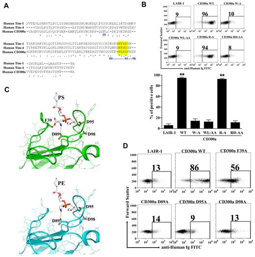 Figure 4. Modeling of CD300a structure complexed with PE and PS and mutational studies. (A) Alignment of human CD300a and human TIM-1 and TIM-4. The extra cellular domains of the CD300a receptor and the Ig-V like domain of TIM-1 and TIM-4 were aligned using the multiple sequence alignment program “CLUSTALW.” The yellow box highlights the WFND motif of the TIM proteins and the correspondent WLRD motif in CD300a. The residues in green and numbered in blue were shown to have potential for binding to PE and PS according to the model presented in (C). (B) Binding analysis of CD300a-Ig mutant proteins to dead PBLs. Purified CD300a-Ig mutants were incubated with starved PBLs and their binding to 7-AAD+ PBLs after adding anti-human Ig FITC was determined by flow cytometry. LAIR-1-Ig was used as a negative control protein. Numbers in the dot plots are the percentage of 7-AAD+ PBLs that bind the fusion proteins. A representative experiment is shown (top panel). Bar graph represents the average ± SEM. Results shown are from 3 independent experiments (bottom panel). (C) Modeling of CD300a IgV-like domain structure complexed with PS (green, top panel) and PE (blue, bottom panel). The aminophospholipids (PS and PE) and the divalent metal ion calcium (Ca2+), in violet, are embedded into the CD300a structure. The dotted red lines represent the bonds, with and without coordination by the metal ion calcium (Ca2+), between the aminoacids in CD300a and PS or PE. (D) Binding analysis of CD300a-Ig mutant proteins to dead PBLs. The residues proposed to bind Ca2+ or directly to PE and PS according to the model described in (C) were mutated and the Ig-fusion proteins were tested for the binding to the dead PBLs. Purified CD300a-Ig mutants were incubated with starved PBLs and their binding to 7-AAD+ cells after adding anti–human Ig FITC was determined by flow cytometry. LAIR-1-Ig was used as a negative control protein. Numbers in the dot plots are the percentage of 7-AAD+ PBLs that bind the fusion proteins. Data shown is a representative of 3 independent experiments.