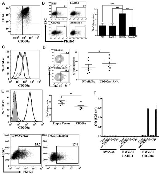 Figure 6. Inhibitory role of CD300a on the engulfment of dead cells. (A) Expression of CD300a on macrophages. Human monocyte derived macrophages were stained with anti-CD14 PE-Cy7 and anti-CD300a PE and analyzed by flow cytometry. The quadrants in the dot plot were determined according to the binding of isotype negative control antibodies (not shown). (B) Effect of CD300a-Ig on the phagocytic function of macrophages. PKH67 labeled dexamethasone treated DT40 cells were incubated with purified proteins, that is, CD300a-Ig, LAIR-1-Ig, and annexin V, and then they were subjected to a phagocytosis assay as described in “Methods.” Macrophages, electronically gated by the expression of CD14, that have ingested DT40 cells are positive for PKH67. A representative experiment is shown. Numbers in the dot plots represent the percentage of macrophages that have engulfed dead DT40 cells. Bar graph represents the average ± SEM. Results shown are from 5 independent experiments. (C) Histogram representation of CD300a expression on macrophages after siRNA knockdown. The broken line histograms shown CD300a expression on nontransfected cells; the gray line corresponds to the CD300a expression on cells transfected with nontarget siRNA (NT-siRNA); and the black line histogram shows CD300a expression after transfection with siRNA specific for CD300a (CD300a-siRNA). Data shown is a representative of 6 independent donors. (D) Knockdown of CD300a increases the phagocytic activity of macrophages. PKH26 labeled dexamethasone treated thymocytes were subjected to a phagocytosis assay with macrophages transfected with NT-siRNA or with CD300a-siRNA. Macrophages, electronically gated by the FSC and SSC parameters that have ingested thymocytes are positive for PKH26. A representative experiment is shown (left panel). Numbers in the contour plots represent the percentage of macrophages that have engulfed dead thymocytes. The graph represents the percentage of macrophages that have engulfed (% of phagocytosis) dead cells (right panel). Each pair of symbols corresponds to a different donor. (E) L929 cells were stably transfected with empty or CD300a vector. The histograms (top left panel) show the staining with anti-CD300a Ab of empty vector transfected cells (dotted black line) and CD300a transfected cells (black line). The gray histogram represents unstained cells. L929 cells were mixed with PKH26 labeled dexamethasone treated thymocytes for 60 minutes, treated with trypsin/EDTA to detach the cells, and analyzed by flow cytometry. L929 cells, electronically gated by the FSC and SSC parameters that have ingested dead thymocytes, are positive for PKH26. A representative experiment is shown (bottom panel). Numbers in the dot plots represents the percentage of L929 cells that have engulfed dead thymocytes. The graph represents the percentage of L929 cells that have engulfed (% of phagocytosis) dead cells (top right panel). Each pair of symbols corresponds to an independent experiment. (F) Functional recognition of PE by CD300a. Levels of β-galactosidase activity generated by culture of BWZ.36, BWZ.36 LAIR-1/CD3ζ (BWZ.36 LAIR-1), and BWZ.36 CD300a/CD3ζ (BWZ.36 CD300a) cells on uncoated plates or plates coated with isotype-control antibody, anti-CD300a antibody, PC, PS, or PE. The lipids (PC, PS, and PE) were air-dried and the isotype controls and anti-CD300a antibodies were immobilized on a 24-well plate. Data shown is representative of 2 independent experiments.