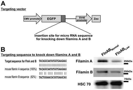 Figure 1. Establishing embryonic stem cell lines with reduced expression of filamins A and B. (A) Schematic diagram of the targeting vector used to generate ESCs with reduced expression of both FlnA and FlnB. The vector is under the control of the CMV immediate early promoter, coexpresses GFP as a marker of shRNA expression, and renders cells resistant to Zeocin, allowing for enrichment of transfected cells. (B) shRNA sequence used to knock down both filamins A and B, with corresponding immunoblot of the ES cell line termed FlnABLow. Note that the expression of both filamin isoforms is reduced 70%-80%.