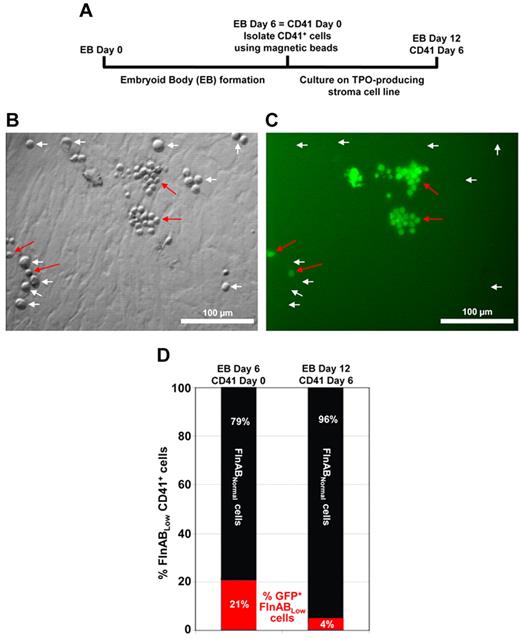 Figure 2. Filamins are required for efficient megakaryocytopoiesis. (A) Schematic diagram of the protocol used to generate megakaryocytes from cultured ESCs. ESCs were differentiated into EBs using standard procedures. The resulting EBs were cultured for 6 days, at which time CD41-positive cells were selected using magnetic beads. CD41-positive EB-derived cells were then cultured for an additional 6 days in the presence of hTERT-TPO stroma cells, which secrete thrombopoietin and help drive differentiation into specific megakaryocyte precursors. (B-C) DIC and fluorescent images of EB-derived CD41+ cells cultured in the presence of TPO-producing stromal cells at day 4. At this time point, 2 distinct populations of cells exist: large, GFP-negative megakaryocyte precursors that have lost expression of the shRNA that keep filamin levels low (white arrows), and much smaller, GFP-positive cells that retain the filamin A/B shRNA (red arrows). An image was chosen that showed relatively equal numbers of both cell types. However, in the total cell culture, there were many more large, filamin-positive GFP-negative megakaryocyte precursors than there were small, filamin-negative, GFP-positive immature cells (quantitation shown in panel C). (D) Megakaryocyte differentiation in this population was confirmed by GPIbβ antibody staining (data not shown). These data suggest that failure to express filamin results in a delay of megakaryocytopoiesis.