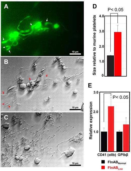 Figure 3. Filamins are required for the generation of normal size platelets. (A-C) microscopic images of FlnABLow and FlnNormal ESC/EB-derived cells during the process of proplatelet production. Panel A contains a fluorescent image of GFP-positive, FlnABLow proplatelets, with its corresponding phase-contrast image in panel B. Arrows depict the typical large swellings and shafts produced in the absence of filamin. Compare these structures with those present in GFP-negative, filamin-positive proplatelets (C), which have much thinner swellings and shafts, and numerous small proplatelets coming off of the thin shafts. By CD41 Day 6, the majority of proplatelets produced in the FlnABLow cultures had become GFP and shRNA-negative, and began to reexpress filamins. Platelets shed into the culture media were identified by GPIbβ expression and forward scatter. (D-E) FACS analysis of platelet size and relative expression of CD41 and GPIbβ in the FlnABLow, GFP-positive versus the FlnNormal, GFP-negative population. Note that platelets derived from the proplatelets that remained FlnABLow are approximately twice the size of those that had become FlnABNormal.