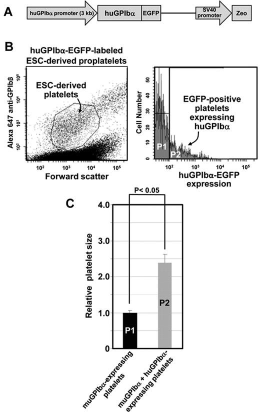 Figure 5. Overexpression of GPIbα in ESCs results in the generation of giant platelets in vitro. (A) Schematic diagram of the vector used to generate ESCs that express a human (Hu) GPIbα-EGFP fusion protein. Platelet-specific expression was driven by the human GPIbα promoter. (B) Transfected ESCs were selected with Zeocin and further differentiated into megakaryocytes, proplatelets, and platelets as described in the legends for Figures 2 and 3. Left panel: representative FACS profile of platelets present in the culture media of ESC/EB-derived proplatelet cultures, as defined by forward scatter and expression of GPIbβ. Right panel: expression of huGPIbα in ESC/EB-derived platelets. As shown, most proplatelets lose expression of huGPIbα with time and become GFP-negative (population P1). A minority population (P2, ∼ 10%-20%) remain GFP-positive and continue to express the huGPIbα-EGFP fusion protein. When these 2 populations were back-gated and analyzed for platelet size, GFP-positive platelets were found to be approximately twice the size of GFP-negative platelets, demonstrating that overexpressing GPIbα has the same effect on platelet size as does loss of filamin, and suggesting that the ratio of GPIbα:filamin expression may be an important determinant of platelet size during thrombopoiesis.