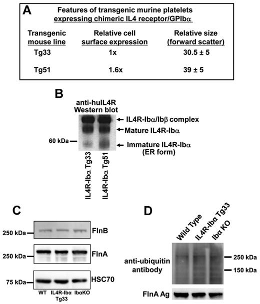 Figure 6. Overexpressed IL4R-Ibα becomes trapped in the ER and results in the generation of large platelets in vivo. (A) Platelets from 2 different transgenic lines, Tg33 and Tg51, have previously been analyzed for cell surface expression of the IL4R-GPIbα chimeric protein and platelet size,24 and the results are summarized here. Note that surface expression of IL4R-Ibα in Tg51 mouse is approximately 1.6 times higher than that of Tg33 mouse, yet the resulting platelets are 30% larger. (B) Immunoblot analysis of the IL4R-Ibα chimeric protein from IL4R-Ibα Tg33 and Tg51 mouse platelet lysates. The samples were subjected to SDS-PAGE under nonreducing conditions and probed using an anti-hIL4R mAb. The IL4R-Ibα chimeric protein from these platelets exists in 3 forms; as a disulfide-linked dimer with GPIbβ, as a mature uncomplexed protein, and as an immature incompletely glycosylated protein present in the ER of the cell. Note that there is more of the ER-trapped form in the IL4R-Ibα Tg51 mouse platelet lysate. (C) Immunoblot analysis of filamin A and B content in platelets from wild-type, Tg33, and GPIb knockout mice, showing similar expression in all 3 lines. HSC70 was used as a loading control. (D) Analysis of the filamin ubiquitination status in platelets from wild-type, Tg33, and GPIb knockout mice. Filamins A was immunoprecipitated as described in “Methods” and their ubiquitination status probed using mAb P4D1. Overall ubiquitination profiles of platelet lysates among these platelets were similar, although ubiquitination of FlnA was barely detectable.