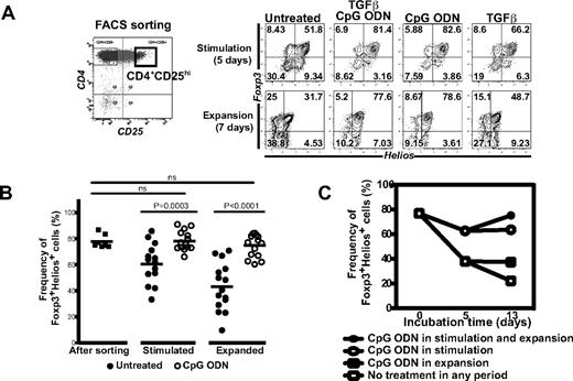 Figure 2. Addition of CpG ODN increases the frequency of Foxp3+Helios+ cells during in vitro expansion. (A) FACS-sorted CD4+CD25+ cells (left plot, square gate) were stimulated with plate-bound anti-CD3 and anti-CD28 in the presence of TGFβ (5 ng/mL) and CpG ODN (ODN2395, 2.5μM) for 5 days. The cells were then washed and incubated for 2 additional days in IL-2 containing media. Foxp3 and Helios staining was performed on gated viable CD4+ cells. (B) Summary of CpG ODN mediated enhancement of Foxp3+Helios+ cells during expansion. Culture conditions for stimulation and expansion are same as in panel A. Donors (n = 15) ranged in age from 19 to 75 and were all male. (C) The CpG ODN enhances the frequency of Foxp3+Helios+ cells in both freshly isolated and preactivated T cells. Cells were isolated and stimulated for 5 days as in panel A. The CpG ODN was added at the time points indicated in the figure.