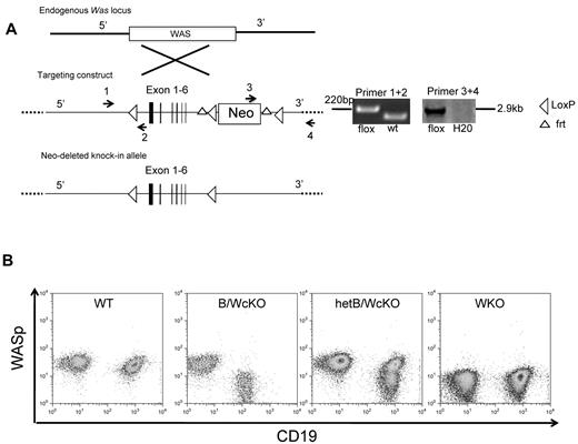 Figure 1. Generation of a conditional mouse model with selective lack of WASp in B lymphocytes (B/WcKO mice). (A) Schematic representation of the targeting strategy. A Was allele with exons 2-6 flanked by loxP sites and a neomycin-resistance (Neo) cassette flanked by frt sites was introduced in embryonic stem cells by homologous recombination (targeting construct). Correct targeting was verified by PCR using appropriate primers. Was locus-targeted mice were bred to transgenic mice expressing the FLP1-recombinase under the Rosa 26Sor promoter, leading to excision of the Neo cassette and allowing generation of Wasfl/fl mice. (B) Representative flow cytometric analysis of expression of CD19 and WASp in peripheral blood lymphocytes of mice with the indicated genotype.