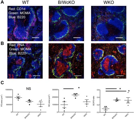Figure 3. Reduction of MZ B cells and relative increase of GCs in the spleen of B/WcKO mice. (A) Splenic sections of WT, B/WcKO, and WKO mice were stained for B220 (blue), MOMA (green), and CD1d (red). MZ B cells (in purple) surround MOMA+ metallophilic macrophages in the spleen of WT mice but are severely depleted in B/WcKO and WKO mice. Scale bars, 150 μm. Eight mice per group were examined in 2 different experiments. Representative images are shown. (B) GC formation was assessed by staining for B220 (blue), PNA (red), and MOMA (green). Scale bars, 150 μm. Eight mice per group were examined in 2 different experiments. Representative images are shown. (C) The mean area occupied by follicles (FO; left panel) and by GCs (middle panel) is shown and was quantitated on immunohistologic slides as described in “Immunofluoresecence.” In addition, the GC/FO ratio of the respective areas is reported in the right panel. Values from individual spleen sections are shown. Significance was measured with 1-way ANOVA and Bonferroni posttest analysis. *P < .05.