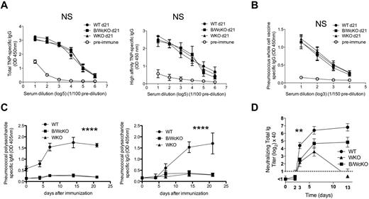Figure 5. Normal follicular, but impaired MZ B-cell responses in B/WcKO mice. (A) WT, B/WcKO, or WKO mice were immunized intraperitoneally with 100 μg of TNP-KLH and challenged with 25 μg of TNP-KLH 14 days later. Seven days after TNP-challenge, TNP-specific IgG responses (total TNP-specific IgG response, left panel; high-affinity TNP-specific IgG response, right panel) were measured by ELISA. Preimmune serum from WT mice was used as a control. Results are reported as mean ± SEM of 5 mice per group. The differences were not significant with 2-way ANOVA and Bonferroni posttest analysis, P > .05. (B) WT, B/WcKO, and WKO mice were immunized subcutaneously with noncapsulated PnWCV twice 2 weeks apart. PnWCV-specific IgG responses were measured by ELISA in sera collected 1 week after the second immunization. Preimmune serum from WT mice was used as a control. Mean ± SEM values of 5 mice per group are shown. The differences were not significant with 2-way ANOVA and Bonferroni posttest analysis. P > .05. (C) WT, WKO, and B/WcKO mice were immunized intravenously with 1 μg of Pneumovax23 vaccine. At the indicated times, serum was tested by ELISA for pneumococcal capsular polysaccharide-specific IgM (left) and IgG (right) Abs. Mean ± SEM values of 5 mice per group are shown. Significance was assessed by 2-way ANOVA and Bonferroni posttest analysis. ****P < .0001. (D) WT, WKO, and B/WcKO mice were infected with 2 × 108 PFU UV-inactivated VSV. At the indicated times, serum was tested in a VSV neutralization assay for total neutralizing Ig. Mean ± SEM values of 5 mice per group are shown. Significances were assessed by 2-way ANOVA and Bonferroni posttest analysis. **P < .01.