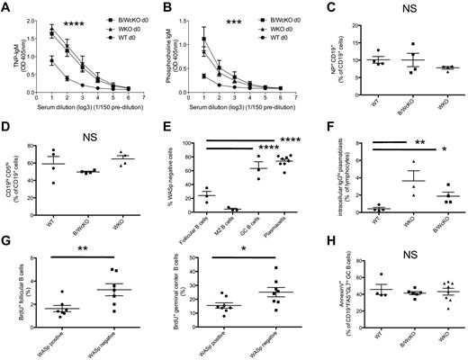 Figure 6. Increased spontaneous production of anti-TNP and anti-phosphocholine IgM Abs in B/WcKO mice. (A-B) Serum from naive WT, B/WcKO, and WKO mice was tested for IgM binding to TNP (A) and phosphocholine (B). Mean ± SEM values of 5 mice per group are shown. Significance was assessed by 2-way ANOVA and Bonferroni posttest analysis. ***P < .001 and ****P < .0001. (C) The proportion of NP-specific CD19+ splenic B cells in WT, WKO, and B/WcKO mice was analyzed by FACS by staining for cells reactive to PE-labeled NP hapten. Differences were not significant (NS) with 1-way ANOVA and Bonferroni posttest analysis. (D) The relative proportion of peritoneal CD19+ CD5+ B1 cells among peritoneal CD19+ B cells was assessed by flow cytometry in WT, WKO, and B/WcKO mice. The mean ± SEM for 4 mice per group is shown. Differences were not significant (NS) with 1-way ANOVA and Bonferroni posttest analysis. (E) Het-B/WcKO female mice were tested for the proportion of WASp+ versus WASp− cells within follicular B cell, MZ, GC, and PC B-cell compartments. The mean ± SEM values of 4-8 mice per group are shown. Statistical significance was assessed by 2-way ANOVA and Bonferroni posttest analysis. ****P < .0001. (F) Splenocytes of WT, B/WcKO, and WKO mice were stimulated in vitro with CpG (ODN 1826, 1.25μM final concentration). Five days later, generation of intracytoplasmic IgG+ (icIgGhi) plasmablasts was measured by flow cytometry. Bars indicate the mean ± SEM of icIgGhi plasmablasts generated in vitro from individual mice. Statistical significance was assessed by 1-way ANOVA and Bonferroni posttest analysis. *P < .05 and **P < .01. (G) HetB/WcKO mice were injected intraperitoneally with 2 mg of BrdU. Twelve hours later, BrdU incorporation in WASp+ versus WASp− fractions of follicular B cells (left) and GC B cells (right) was measured by BrdU-specific Ab. Data of individual mice are shown. Statistical significance was assessed by Student t test. *P < .05 and **P < .01. (H) Apoptosis of GC B cells was assessed by annexin V labeling gating on CD19+ FAS+ GL7+ GC B cells from WT, B/WcKO, and WKO mice.