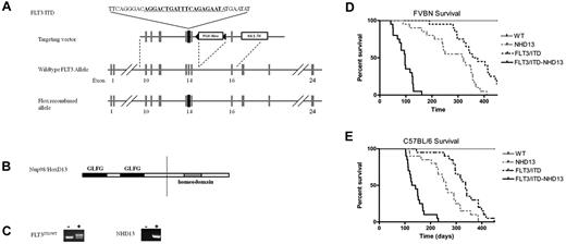 Figure 1. FLT3/ITD and NHD13 mutations cooperate to induce acute leukemia with high penetrance. (A) Schematic of FLT3/ITD knock-in construct and NHD13 transgene. An 18-bp sequence derived from a patient with AML was inserted into exon 14 of murine Flt3. (B) The Nup98-HoxD13 transgene contains the N-terminal GLFG repeats and the DNA binding homeodomain of HoxD13. (C) Examples of PCR genotyping results to detect the FLT3/ITD mutation and presence of the NHD13 transgenes from tail snip DNA. (D-E) Kaplan-Meier survival curves of WT, NHD13, FLT3/ITD, and FLT3/ITD-NHD13 mice (n = 20 in each group) for both the FVB/N and C57Bl/6N strains.