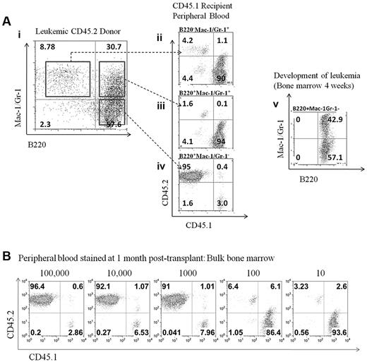 Figure 4. Limiting dilution transplantation of leukemic cells reveals the frequency and cell surface expression of the leukemic initiating population. (Ai) Sorting of populations from bulk bone marrow in a leukemic donor mouse. Bulk bone marrow was sorted into 3 populations (B220+Mac-1+/Gr-1+, B220+Mac-1−/Gr-1−, and B220−Mac-1+/Gr-1+) and transplanted to lethally irradiated recipients. (Aii-iv) Peripheral blood from transplant recipients evaluated for the CD45.2/CD45.1 ratio at 1 month after transplantation. (Av) Development of leukemia in the bone marrow of mice receiving the B220+Mac-1−/Gr-1− population. (B) Limiting dilution transplantation was used to determine the frequency of the LIC in bulk bone marrow.