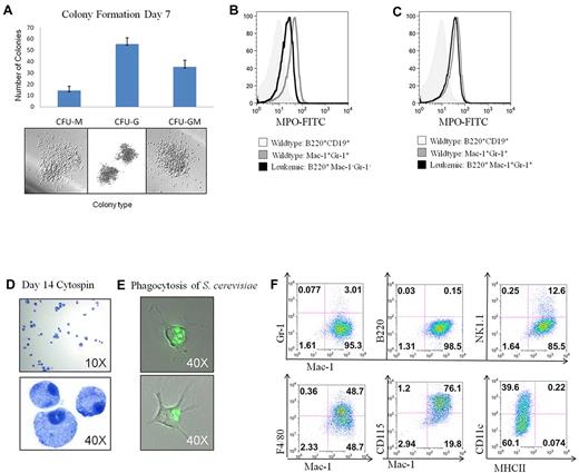 Figure 5. Analysis of myeloid lineage properties and in vitro differentiation potential. (A) Sorted B220+Mac1−/Gr-1− cells were evaluated for the ability to generate myeloid colonies in M3434 methylcellulose. (B) MPO expression in the B220+Mac-1−/Gr-1−, compared with WT controls. (C) MPO expression in the B220+Mac-1+/Gr-1+ population compared with WT controls. (D) B220+Mac-1−/Gr-1− cells from FLT3/ITD-NHD13 mice were grown in liquid culture with myeloid cytokines and evaluated for differentiation ability and (E) functional activity. Images were acquired at room temperature using a Nikon TE 2000-E microscope system (Nikon) with a Nikon Plan APO VC 100×/1.40 oil objective and Nikon EZ-C1 Version 3.5 software. (F) Cells differentiated in liquid culture were stained for markers of macrophage differentiation.