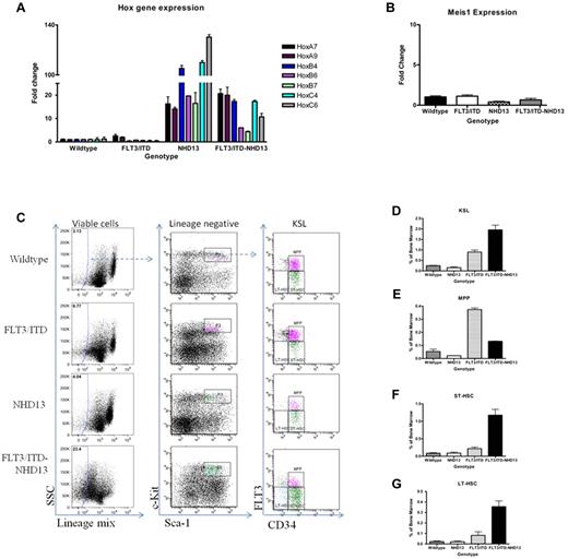 Figure 6. Mice with FLT3/ITD-NHD13 mutations demonstrate altered Hox gene expression and stem cell expansion. (A) Quantitative RT-PCR analysis was performed on RNA extracted from the total bone marrow of 2-month-old WT/NHD13, FLT3/ITD, and FLT3/ITD-NHD13 C57Bl/6N littermates; Hox gene expression represents an average of 4 mice per genotype. (B) Meis1 expression of 2-month-old WT/NHD13, FLT3/ITD, and FLT3/ITD-NHD13 C57Bl/6N littermates. (C) Examples of sorted HSPC populations isolated from bone marrow are given for mice of each genotype. Bone marrow was stained for the cell surface markers characterizing the (D) KSL, (E) MPP, (F) ST-HSC, and (G) LT-HSC populations. Values in the graphs represent average percentages of these populations in the bone marrow from 3 independent experiments.