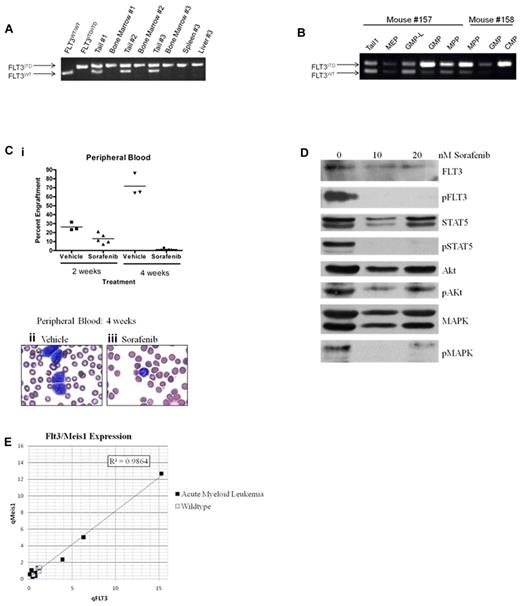 Figure 7. The leukemias derived from FLT3/ITD-NHD13 mice are driven by FLT3/ITD signaling with frequent loss of the WT Flt3 allele. (A) PCR for a region of Flt3 encompassing the ITD mutation. Leukemic bone marrow, liver, and spleen compared with control tail DNA to assay for loss of the WT Flt3 allele. (B) Loss of heterozygosity in sorted HSPC populations. (Ci) Transplant recipients treated with either sorafenib or vehicle for 4 weeks. Percent engraftment as ratio of CD45.2/CD45.1 in peripheral blood at 2 weeks and 4 weeks after initiation of sorafenib treatment. (Cii-iii) Example of peripheral blood stained to evaluate for the presence of blasts in mice treated with vehicle or sorafenib for 1 month. (D) Primary leukemic cells treated in vitro with either 10nM or 20nM sorafenib and probed for phosphorylation of FLT3, STAT5, AKT, and MAPK along with total protein of each. (E) Gene expression profiling for Flt3 and Meis1 in 10 NHD13 alone mice developing AML.