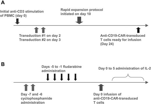 Figure 1. Anti–CD19-CAR–transduced T-cell production and clinical treatment protocols. (A) PBMCs were stimulated with the anti-CD3 mAb OKT3 on day 0. The cells were transduced with gammaretroviruses encoding the anti-CD19 CAR on days 2 and 3. On day 10, a rapid expansion protocol was started, and the cells were ready for infusion on day 24. (B) Patients received 60 mg/kg cyclophosphamide chemotherapy daily for 2 days. Next, patients received 25 mg/m2 fludarabine chemotherapy daily for 5 days. One day later, the patients received a single infusion of anti–CD19-CAR–transduced T cells. Starting on the same day as the T-cell infusion, the patients received IV IL-2 every 8 hours.