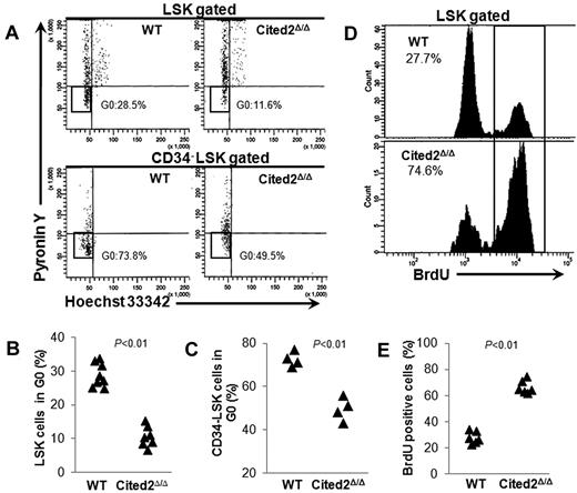 Figure 3. Cited2 deficiency results in loss of HSC quiescence. (A-C) Hoechst 33342 and pyronin Y staining. To analyze the proportion of cells at G0, mice were killed 4 weeks after pI-pC treatment and BM cells were stained using the DNA dye Hoechst 33342 and the RNA dye pyronin Y in conjunction with cell-surface markers. (A) Representative plots of cell cycle within gated LSKs (top panel) or CD34− LSKs (bottom panel). (B) Summary data of quiescent cells in the LSK population from WT (n = 8) or Cited2Δ/Δ (n = 7) mice. (C) Summary data of quiescent cells in the CD34− LSK population (n = 4). (D-E) BrdU staining. Wild-type and Cited2Δ/Δ mice were given BrdU via IP injection and killed 48 hours later for measurement of BrdU incorporation within LSK cells. (D) Representative plots for flow cytometric analysis. (E) Summary data of BrdU+ LSK cells (n = 6).
