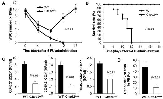 Figure 4. Cited2 deficiency results in decreased HSC reconstitution capacity. (A) WBC count in PB was monitored 0, 4, 8, 12, and 16 days after 5-FU treatment in WT and Cited2Δ/Δ mice (n = 8). (B) Survival time was monitored for at least 18 days. Overall survival time in Cited2Δ/Δ mice was significantly shorter than controls (n = 8). (C) Absolute numbers of donor-derived B cells (B220+), myeloid cells (Mac-1+ or Gr-1+), and T cells (CD3+) in PB 16 weeks after noncompetitive transplantation (means ± SEM, n = 6). (D) PB chimerism in recipients at 16 weeks after competitive transplantation (means ± SEM, n = 4).