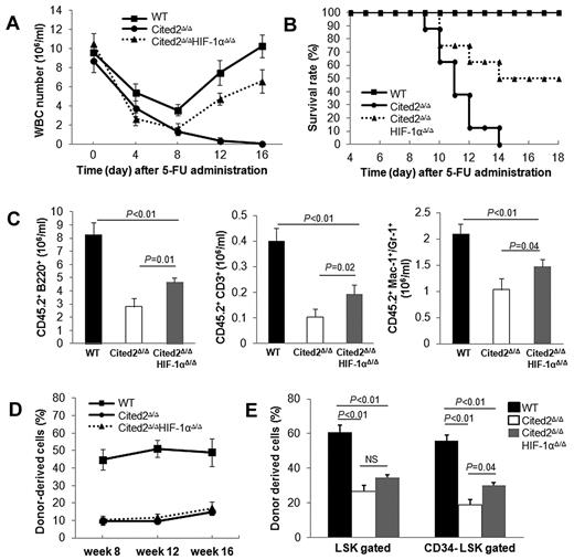 Figure 6. Deletion of HIF-1α partially rescues impaired HSC reconstitution capacity caused by Cited2 deficiency. (A-B) 5-FU treatment. (A) WBC counts at the indicated times after 5-FU administration (n = 10). (B) Survival of mice after 5-FU administration (n = 10). The survival of double-knockout mice was significantly improved compared with Cited2-knockout mice (P < .01). (C-E) Transplantation experiments. (C) Absolute numbers of donor-derived B cells (B220+), myeloid cells (Mac-1+ or Gr-1+), and T cells (CD3+) in PB 16 weeks after noncompetitive transplantation (means ± SEM, n = 5). (D) PB chimerism in recipients 8, 12, and 16 weeks after competitive transplantation (n = 6). (E) BM chimerism in recipients 16 weeks after competitive transplantation. Data are shown as means ± SEM (n = 6). WT indicates wild-type.