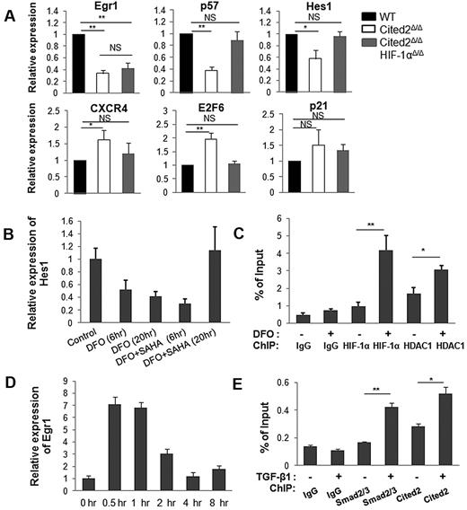 Figure 7. Cited2 deficiency affects the expression of HSC quiescence related genes. (A) Gene-expression analysis by real-time PCR. CD34− LSK cells were sorted for RNA isolation from each genotype. The analysis was repeated by 3 or 4 independent experiments. Two mice per genotype were used in each experiment. Data are shown as relative expression compared with WT controls (means ± SEM). (B-C) HIF-1α and HDAC1 bind to the Hes1 promoter. (B) Relative expression of Hes1 in EML C1 cells treated with DFO (100μM) with or without suberoylanilide hydroxamic acid (2μM). (C) ChIP assay in EML C1 cells was performed with anti–HIF-1α, anti-HDAC1, and IgG Abs. The precipitated DNA was subjected to quantitative real-time PCR with primers amplifying nt −235 to −1 of the Hes1 promoter. (D-E) Cited2 and Smad2/3 are recruited to the Egr1 promoter. (D) Relative expression of Egr1 in starved EML C1 cells after treatment with TGF-β1 (7.5 ng/mL) for the indicated time periods. (E) Starved EML C1 cells were treated with TGF-β1 for 1 hour and used for ChIP assay with anti-Smad2/3, anti-Cited2, and IgG Abs. The precipitated DNA was subjected to quantitative real-time PCR with primers amplifying nt −2342 to −1965 of the Egr1 promoter. These experiments were repeated 3 times. *P < .05; **P < .01. NS indicates not significant.