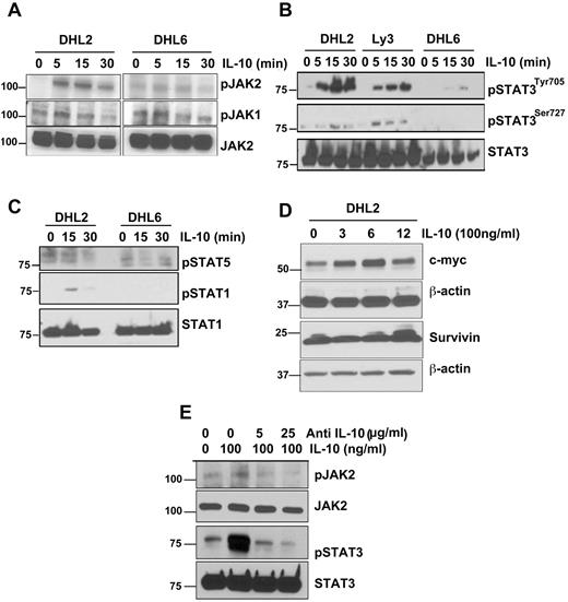 Figure 4. IL-10 induces JAK2-pathway activation in DLBCL cells. (A) Serum-starved DHL2 and DHL6 cells were treated with 100 ng/mL of rIL-10 for various times as indicated and phosphorylation of JAK2 and JAK1 was assessed by Western blot. (B) Serum-starved DHL2, Ly3, and DHL6 cells were treated with rIL-10 for 5, 15, and 30 minutes and STAT3 tyrosine and serine phosphorylation was assessed by Western blot. (C) Serum-starved DHL2 and DHL6 cells were treated with 100 ng/mL of rIL-10 and phosphorylation of STAT1 and STAT5 were analyzed. (D) Serum-starved DHL2 cells were treated with 100 ng/mL of rIL-10 for various times and expression of c-myc and survivin were analyzed by Western blot. (E) Serum-starved DHL2 cells were treated with neutralizing IL-10 Ab, followed by IL-10, and JAK2 and STAT3 phosphorylation was analyzed.