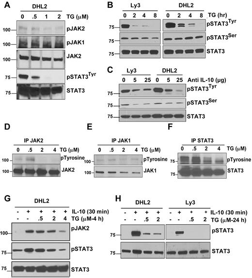 Figure 6. Effect of JAK2 inhibition on JAK/STAT signaling. (A) DHL2 cells were treated with various doses of the JAK2 inhibitor TG for 24 hours and phosphorylation of JAK1, JAK2, and STAT3 was analyzed. (B) Ly3 and DHL2 cells were treated with a 4μM concentration of TG for 2, 4, and 8 hours and phosphorylation of STAT3 was performed by Western blotting. (C) Ly3 and DHL2 cells were treated with neutralizing IL-10 Ab for 24 hours and STAT3 phosphorylation was detected. (D-F) DHL2 cells were exposed to various concentrations of TG for 8 hours and then lysed. Cell lysates were then immunoprecipitated with anti-JAK1, anti-JAK2, or anti-STAT3 and blots were probed with phosphotyrosine Ab. DHL2 (G) and DHL2 and LY3 (H) cells were pretreated with 100 ng/mL of rIL-10 for 30 minutes and then treated with various concentrations of TG for 4 hours (G) and 24 hours (H), and JAK2 and STAT3 phosphorylation was analyzed by Western blotting.