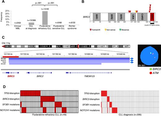 Figure 1. BIRC3 disruption in CLL. (A) prevalence of BIRC3 disruption in clinical MBL, in CLL at diagnosis, in fludarabine-refractory CLL, in fludarabine-sensitive CLL, and in RS. Numbers on top indicate the actual number of mutated samples over the total number analyzed. (B) Schematic diagram of the BIRC3 protein with its key functional domains. Color-coded symbols indicate the type and position of the mutations in BIRC3. (C) Graphic representation of segmentation data from 4 CLL patients carrying BIRC3 deletion. Deletions start from a centromeric break that truncates BIRC3 and removes its terminal exons, including exon 9, which encodes the RING domain. Sample 09-361 harbors a focal loss of 411 kb on 11q22 involving BIRC3 and its homolog, BIRC2. Each track represents one sample; white denotes a normal (diploid) copy number and blue indicates region of a copy number loss (Integrative Genomics Viewer software; http//www.broadinstitute.org/igv; assembly NCBI36/hg18). Individual genes in the region are aligned in the bottom panel. Dual-color FISH validates the occurrence of 11q22 deletion involving BIRC3 but sparing ATM in sample 09-361 (RP11-177O8-BIRC3 specific probe in green and LSIATM probe in orange). (D) Mutual relationship of the BIRC3 disruption with other genetic lesions in CLL at diagnosis and in fludarabine-refractory CLL. In the heat map, rows correspond to identical genes and columns represent individual patients color-coded based on the gene status (white indicates wild-type and red, mutations and/or deletion of TP53, mutations and/or deletion of BIRC3, mutations of SF3B1, and mutations of NOTCH1).