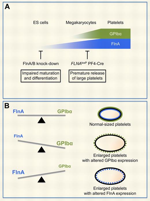 FlnA and GPIbα regulate platelet size. (A) Increased surface expression of GPIbα is a marker of megakaryocyte maturation and differentiation, whereas FlnA expression levels increase as early as in ES cells. Ablation of FlnA expression in FLNAloxP PF4-Cre megakaryocytes results in the premature production of enlarged platelets with reduced GPIbα expression.4 Kanaji et al show that FlnA and FlnB regulate ES cell maturation and differentiation.1 (B) Balanced expression levels of FlnA and GPIbα in megakaryocytes regulate the production of normal-sized platelets. FlnA-null and GPIbα-null platelets, as well as platelets over-expressing GPIbα, are enlarged. Conversely, FlnA subcellular localization is altered in GPIbα-null platelets and in HEK293 cells overexpressing GPIbα.