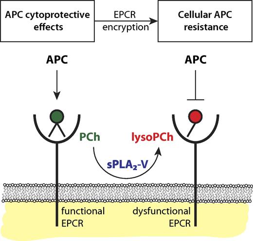 Encryption of EPCR by sPLA2-V induces cellular APC resistance. Functional EPCR loaded with a phosphatidylcholine (PCh) in its hydrophobic groove (green) promotes the generation of APC by the thrombin-thrombomodulin complex and supports APC's direct cytoprotective effects on cells. Secreted phospholipase A2 group V (sPLA2-V) changes the PCh in EPCR for a lysoPCh. This lysoPCh-loaded EPCR (red), or encrypted EPCR, is dysfunctional with regard to protein C and APC binding. Thus, sPLA2-V modified EPCR fails to promote APC generation by the thrombin-thrombomodulin complex and abrogates APC's direct cytoprotective effects on cells thereby inducing cellular APC resistance with potential implications for the susceptibility to thrombosis and inflammation.