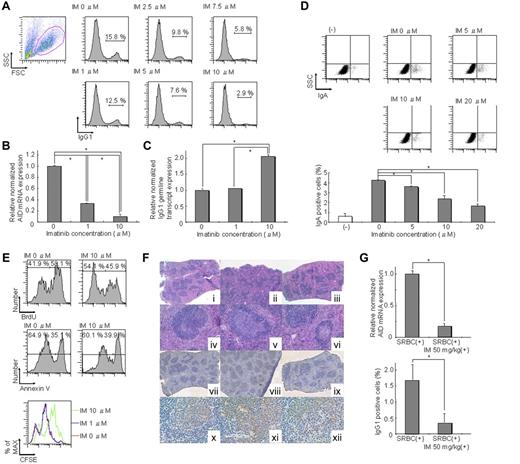 Figure 1. IM directly inhibits CSR in activated B cells through down-regulation of AID. (A) IgG1 expression levels in spleen cells cultured in conditioning medium containing 12.5 μg/mL LPS and 7.5 ng/mL IL-4 with 0, 1, 2.5, 5, 7.5, and 10μM IM for 72 hours were 15.8%, 12.5%, 9.8%, 7.6%, 5.8%, and 2.9% of untreated controls, respectively. Reduction of IgG1 expression was induced by IM dose-dependently. (B) Real-time RT-PCR in spleen cells cultured in conditioning medium containing IL-4 and LPS for 72 hours indicated that expression of AID was decreased by IM dose-dependently. Significant differences were found between 0 and 1μM or 10μM IM. *P < .05. The y-axis represents AID mRNA levels relative to the no-IM control. The levels of AID mRNA at each IM concentration were calculated relative to the internal control (GAPDH); n = 6. (C) The level of the germline transcript of IgG1 in spleen cells cultured in conditioning medium containing IL-4 and LPS for 72 hours was not decreased in contrast to AID mRNA expression levels, which were decreased by IM in a dose-dependent manner. Significant differences were found between 0, 1, and 10μM IM. *P < .05. The y-axis represents expression levels of the IgG1 germline transcript relative to the no-IM control in the same manner as that in panel B; n = 4. (D) IgA expression levels in CH12F3-2A cells cultured in conditioning medium containing 7.5 μg/mL IL-4, 0.3 ng/mL TGF-β1, and 40% CD40 ligand with 0, 5, 10, and 20μM IM for 72 hours were reduced in an IM dose-dependent manner. (E) Cell proliferation, division, and apoptosis in spleen cells cultured in conditioning medium containing IL-4 and LPS for 72 hours were investigated using BrdU, annexin V, and CFSE assays. The BrdU incorporation rate of 10μM IM was 45.9%, whereas that of 0μM IM was 58.1%. Cell fluorescence of 10μM IM using the CFSE assay was shifted, but that of 1μM IM was not shifted to the right compared with that of 0μM IM. Annexin V analysis of 10μM IM was 39.9%, whereas that of 0μM IM was 35.1%. These results indicate that IM affects cell proliferation but not apoptosis. (F) Immunohistochemical analysis of spleens from mice that were administered SRBC with or without IM. Serial sections of spleens were prepared from nonimmunized (i,iv,vii,x), SRBC-immunized (ii,v,viii,xi), or SRBC-immunized + IM (50 mg/kg; iii,vi,ix,xii) animals. (i-vi) H&E staining. (vii-xii) Immunohistochemical analysis of AID. Low-power fields are shown in panels i to iii and vii to ix. High-power fields are shown in subpanels iv to vi and x to xii. Individual germinal centers from SRBC-immunized IM (+) mice were significantly smaller than those from SRBC-immunized IM (−) mice and were comparable with those from nonimmunized mice. AID expression, which was induced in germinal center-activated B cells, was barely detectable in spleens of IM-treated mice but was strongly positive in those of nontreated mice. Moreover, IM significantly suppressed AID expression, even in the residual germinal centers. (G) Real-time RT-PCR analysis of AID and FACS analysis of IgG1 expression of spleen cells harvested from SRBC-immunized mice with or without 50 mg/kg IM. The top panel shows relative normalized AID mRNA expression, and the bottom panel shows surface IgG1 expression of total splenocytes. A significant difference was found between SRBC (+) and SRBC (+) IM 50 mg/kg (+) for both AID and IgG1. *P < .05. The y-axis represents the relative ratio of the relative expression level of AID mRNA (top panel) and the percentage of surface IgG1 expression of total splenocytes (bottom panel). Normalized values obtained for SRBC (+) IM 50 mg/kg (+) were derived from SRBC (+); n = 2.