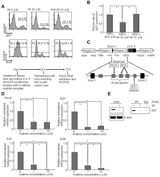 Figure 2. Down-regulation of AID mediated by E2A, Pax5, E2f7, and E2f8 is responsible for CSR impairment by IM. (A) Ectopic expression of AID completely rescued reduction of IgG1 expression caused by IM. Spleen cells were cultured in IL-4 and LPS conditioning medium with or without IM. After 24 hours of prestimulation culture, cells were transduced with retrovirus encoding AID-eGFP or retrovirus encoding eGFP only (control). After a further 48 hours, IgG1 expression was analyzed (bottom panel). A mononuclear cell fraction based on forward scatter/side scatter profiles was gated and sequentially subdivided into an eGFP-positive fraction. This eGFP-positive fraction was analyzed. Ectopic AID expression with 10μM IM increased IgG1 expression from 13.0% to 25.1% versus 20.8% without IM. The BrdU assay revealed that DNA synthesis decreased in the 10μM IM culturing condition. Although the BrdU assay was similar with or without ectopic expression of AID, IgG1 expression was completely rescued by ectopic expression of AID. (B) Average of the IgG1 expression rescue rate among 4 rescue experiments. IgG1 expression of AID(+) IM at 10μM was completely rescued by ectopic expression of AID. (C) Schema illustrating transcriptional binding sites in the Aicda gene promoter region, focusing particularly on region 2 in the first intron. PAX5 and E2A activate the Aicda promoter, whereas E2f7 and E2f8 have silencing effects. (D) The expression levels of 4 transcriptional factors (PAX5, E2A, E2f7, and E2f8) in spleen cells cultured in conditioning medium containing IL-4 and LPS for 72 hours were determined by real-time RT-PCR. All were reduced by IM. E2A expression was most markedly reduced.*P < .05. The y-axis represents mRNA levels of the PAX5, E2A, E2f7, and E2f8 relative to the no-IM control. Levels of each transcriptional factor mRNA were calculated relative to the internal control (GAPDH); n = 2. (E) Protein expression and DNA-binding activity of E2A in spleen cells cultured in conditioning medium containing IL-4 and LPS for 72 hours. The E2A gene encodes 2 transcription factors: E12 and E47. Western blot analysis revealed that expression of E47 in splenocytes cultured in conditioning medium containing LPS and IL-4 was down-regulated by IM to a barely detectable level. DNA affinity precipitation analysis of the same cell extracts using biotinylated E-box probe and its mutant revealed that E-box binding activity of E47 in the extracts was similarly reduced by IM.
