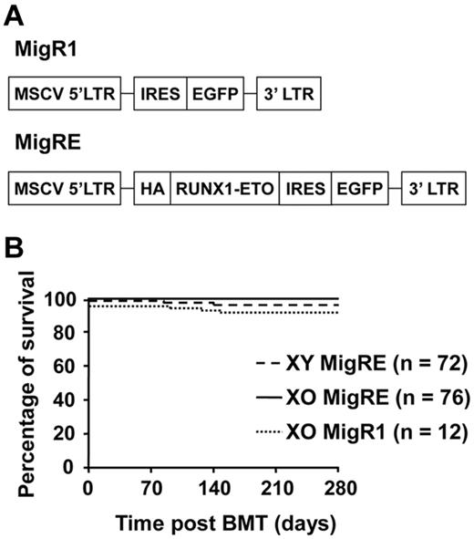 Figure 1. Loss of 1 X chromosome in mice does not promote RUNX1-ETO–induced leukemia. (A) Schematic representation of retroviral constructs. MSCV indicates murine stem cell virus; LTR, long-terminal repeat; HA, hemagglutinin tag; and IRES, internal ribosome entry site. (B) Kaplan-Meier survival curve of animals transplanted with MigRE-transduced XO or XY cells. Pooled results from 6 different transplantation experiments are shown.