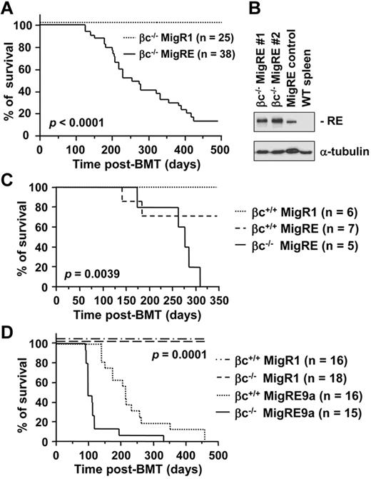 Figure 3. Deficiency of GM-CSF signaling is favorable for the development of RUNX1-ETO–induced leukemia. (A) Kaplan-Meier survival curve of animals transplanted with βc−/− cells transduced with MigR1 or MigRE. Pooled results from 4 different transplantation experiments are shown. (B) Immunoblotting analysis of spleen cells from βc−/− MigRE leukemia animals using anti-HA tag (RUNX1-ETO) Ab. MigRE is a positive control. Wild-type (WT) is a negative control. (C) Kaplan-Meier survival curve of animals transplanted with βc−/− or βc+/+ cells transduced with MigR1 or MigRE. (D) Kaplan-Meier survival curve of animals transplanted with βc−/− or βc+/+ cells transduced with MigR1 or MigRE9a vectors.