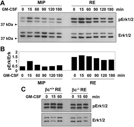 Figure 6. Constitutively elevated phosphorylation of Erk1/2 in RUNX1-ETO cells. (A) Representative immunoblot showing lineage-negative BM cells transduced with MIP or RE and drug selected for 48 hours. Cells were serum and growth factor starved for 6 hours. GM-CSF was added at 50 ng/mL. (B) Quantification of band intensities by densitometry of the blots shown in panel A. Intensities of bands from phosphorylated Erk1/2 were normalized to Erk1/2. (C) Representative immunoblot of βc+/+ and βc−/− cells transduced with RE. Cells were starved and stimulated as in panel A.