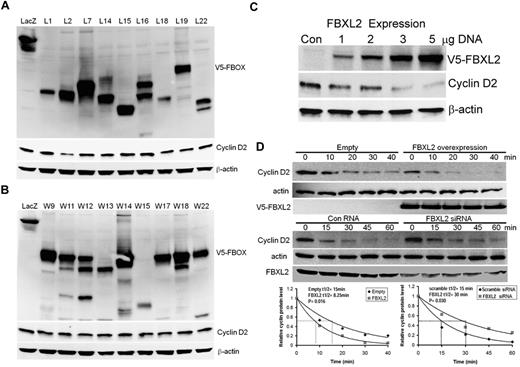 Figure 1. Ectopic expression of FBXL2 induces the degradation of cyclin D2. (A-B) MLE cells were transfected with control plasmid lacZ or other V5 tagged F-box proteins (L and W families). Cells were collected and cell lysates were analyzed for V5, cyclin D2 and β-actin immunoblotting. (C) Cells were transfected with increasing amounts of V5-tagged FBXL2 plasmid. Cells were collected and cell lysates were analyzed for V5, cyclin D2, and β-actin immunoblotting. (D) Cyclin D2 protein half-life determination after FBXL2 overexpression (top panel), or FBXL2 knockdown using siRNA (middle panel). Bottom panel shows levels of cyclin D2 on immunoblots that were quantified densitometrically and are shown graphically. The data from each panel represent at least n = 2 separate experiments.
